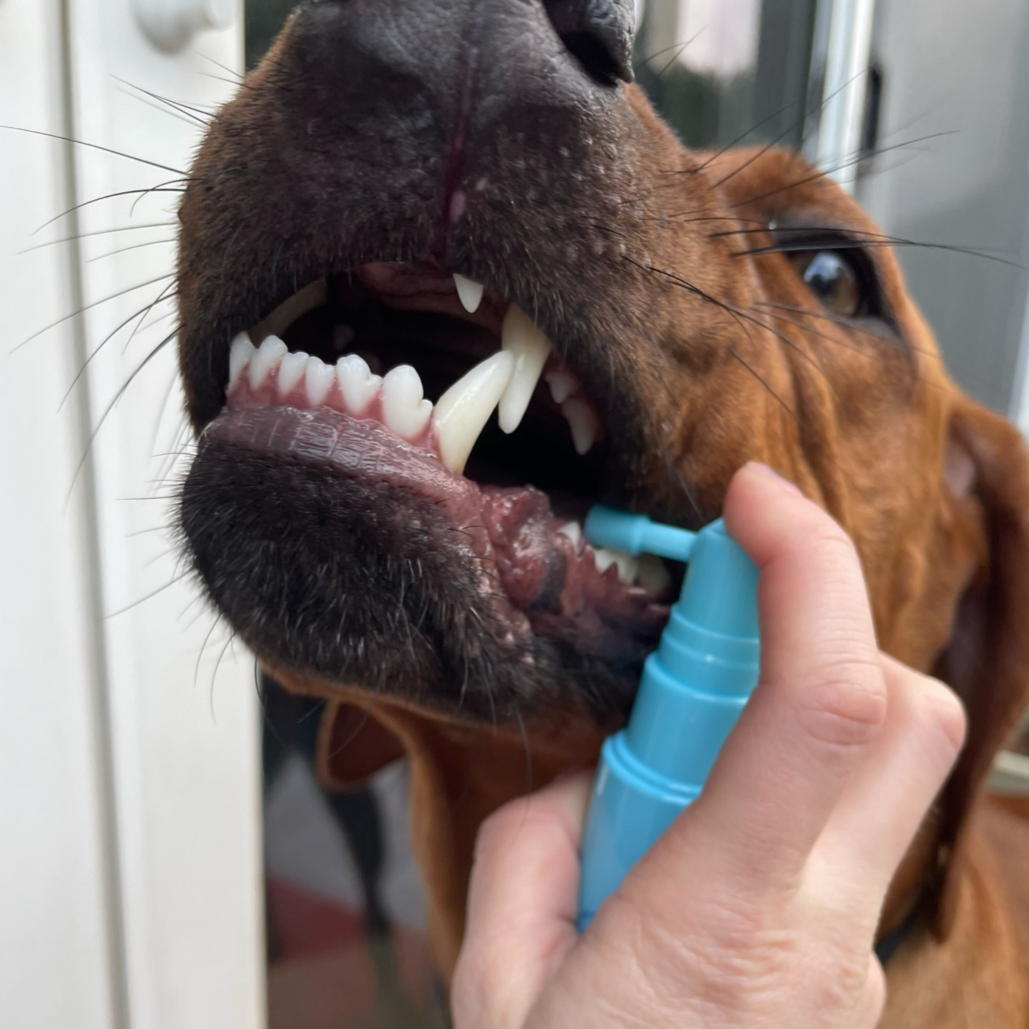 NEW*** Dual Action Dental Spray