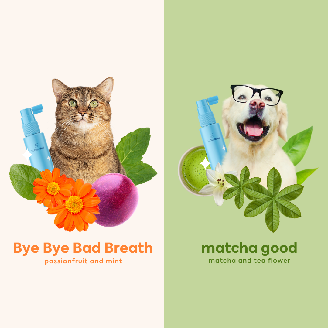 Shiny teeth pet dental spray