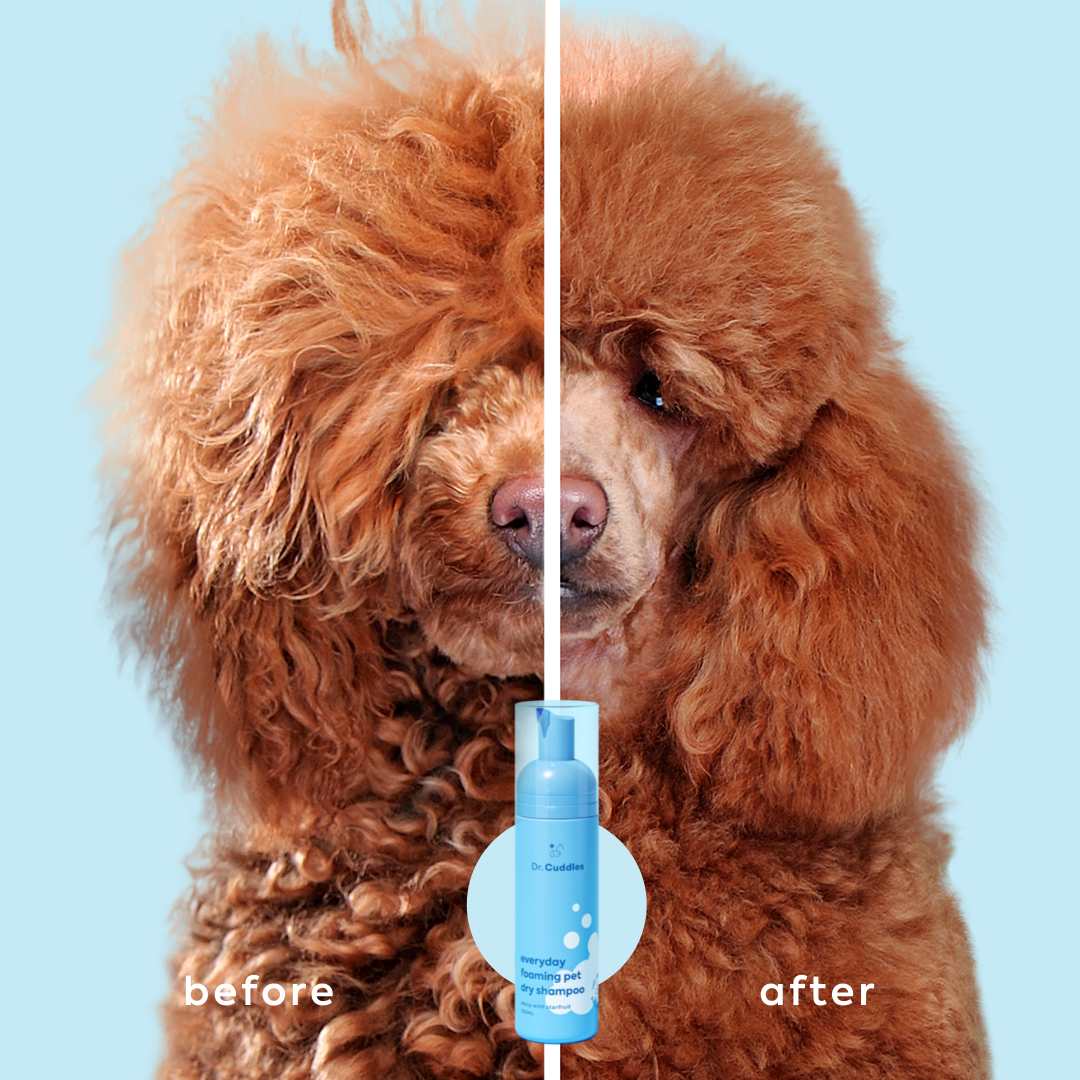 NEW* Seasonal foaming pet dry shampoo