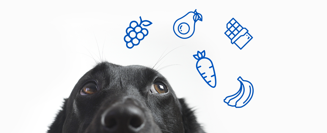 Decoding Dog Diet: Chocolate, Myths, and Safe Human Foods