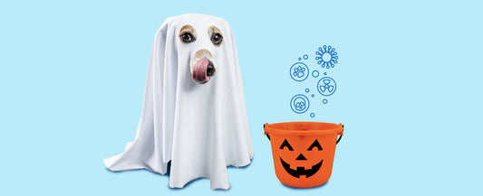 Halloween Pet Hazards: Poisons and Toxins