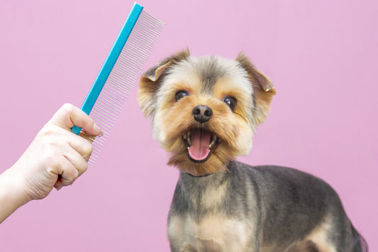 New Pet Parent Guide: How to Groom at Home Like a Pro