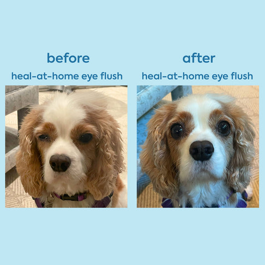 Wholesale Heal-at-home eye flush