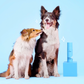 Wholesale Shiny Teeth Pet Dental Spray