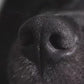 ReadyRESCUE™: lifesaving tool for chocolate & other pet poisons (treats up to 90 lbs )